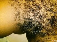 Chatte poilue et gros seins